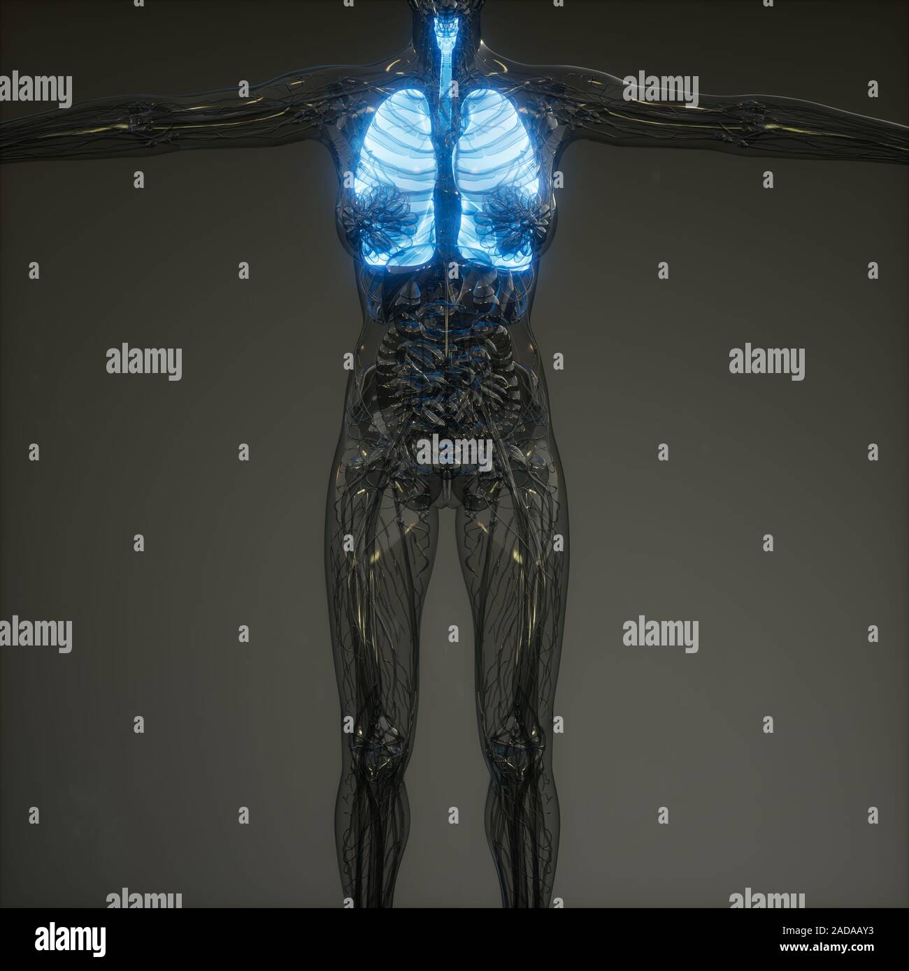 Polmoni umani esame radiologico Foto Stock