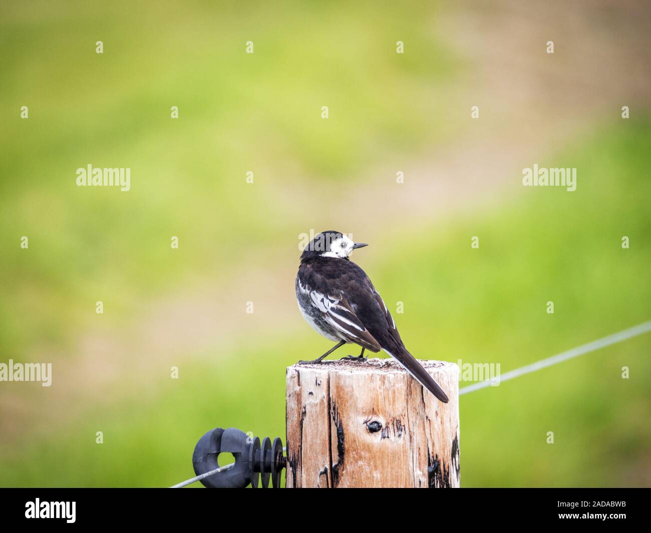 Wagtail bird in fauna selvatica in Irlanda Foto Stock