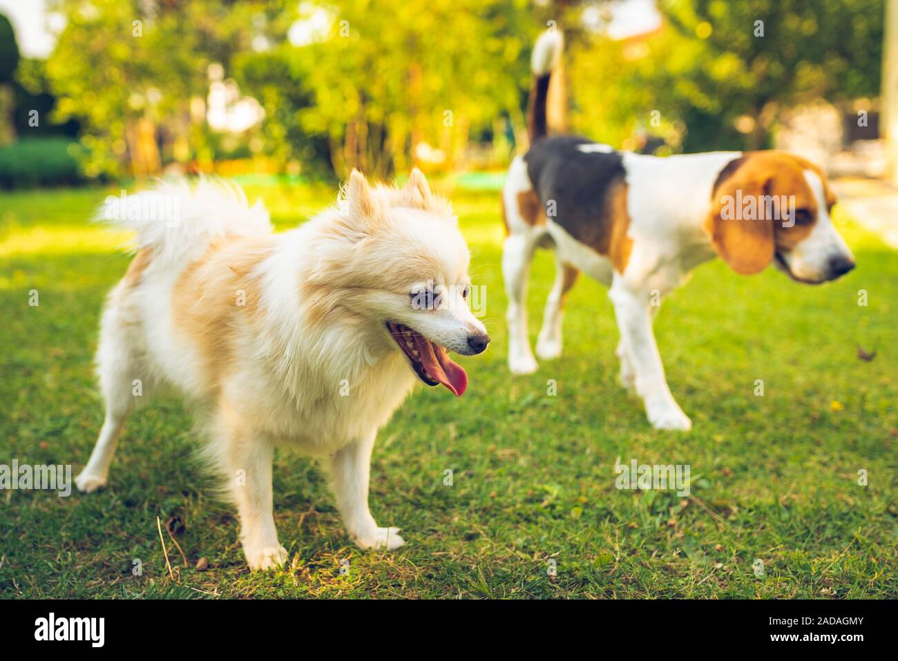 Cane Beagle con spitz di Pomerania su un prato verde in giardino. Sfondo Foto Stock