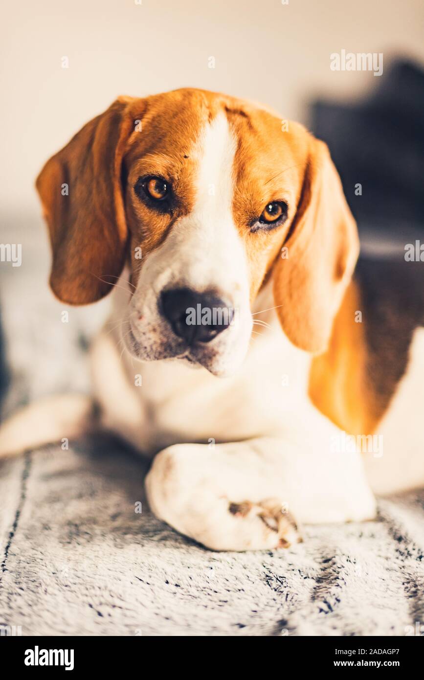 Cane sdraiato sul divano nella sala luminosa su una coperta. Spazio di copia Foto Stock