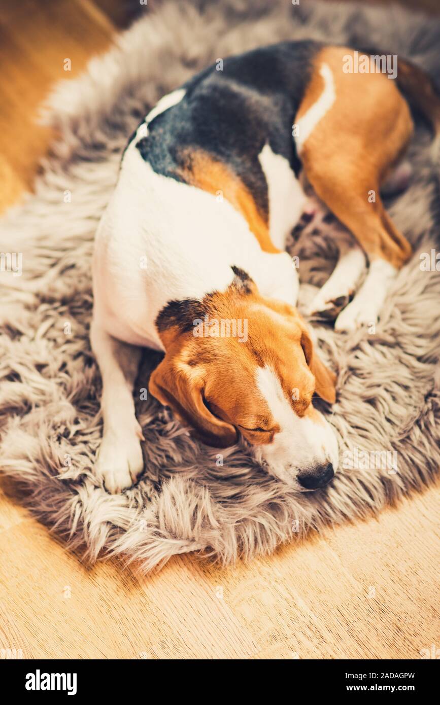 Cane Beagle sul tappeto peloso all'interno. Giorno pigro a casa. Vista da sopra Foto Stock