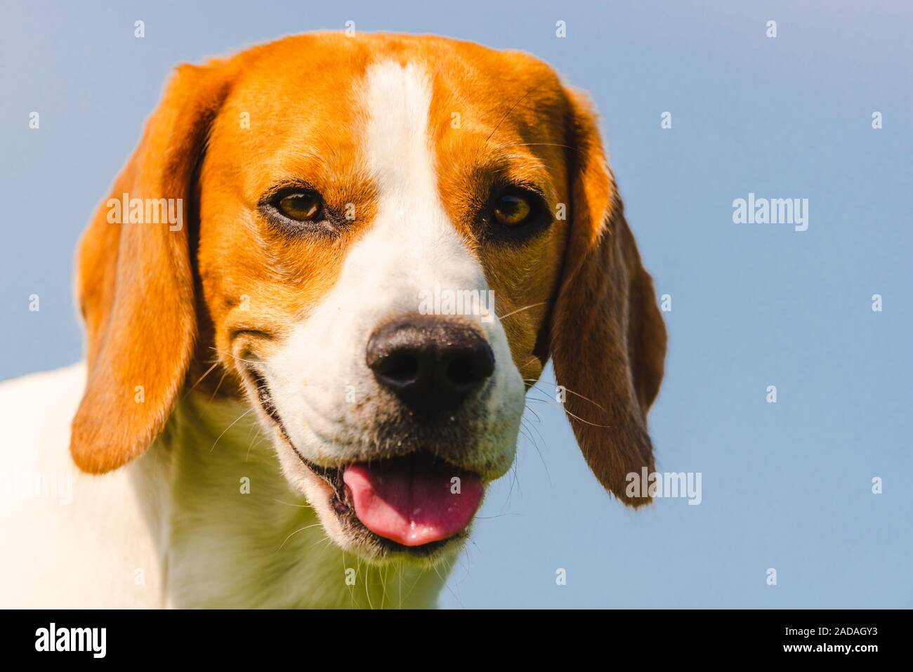 Cane Beagle closeup ritratto di testa contro blu cielo chiaro. Cane in calore estivo con la lingua di fuori. Foto Stock