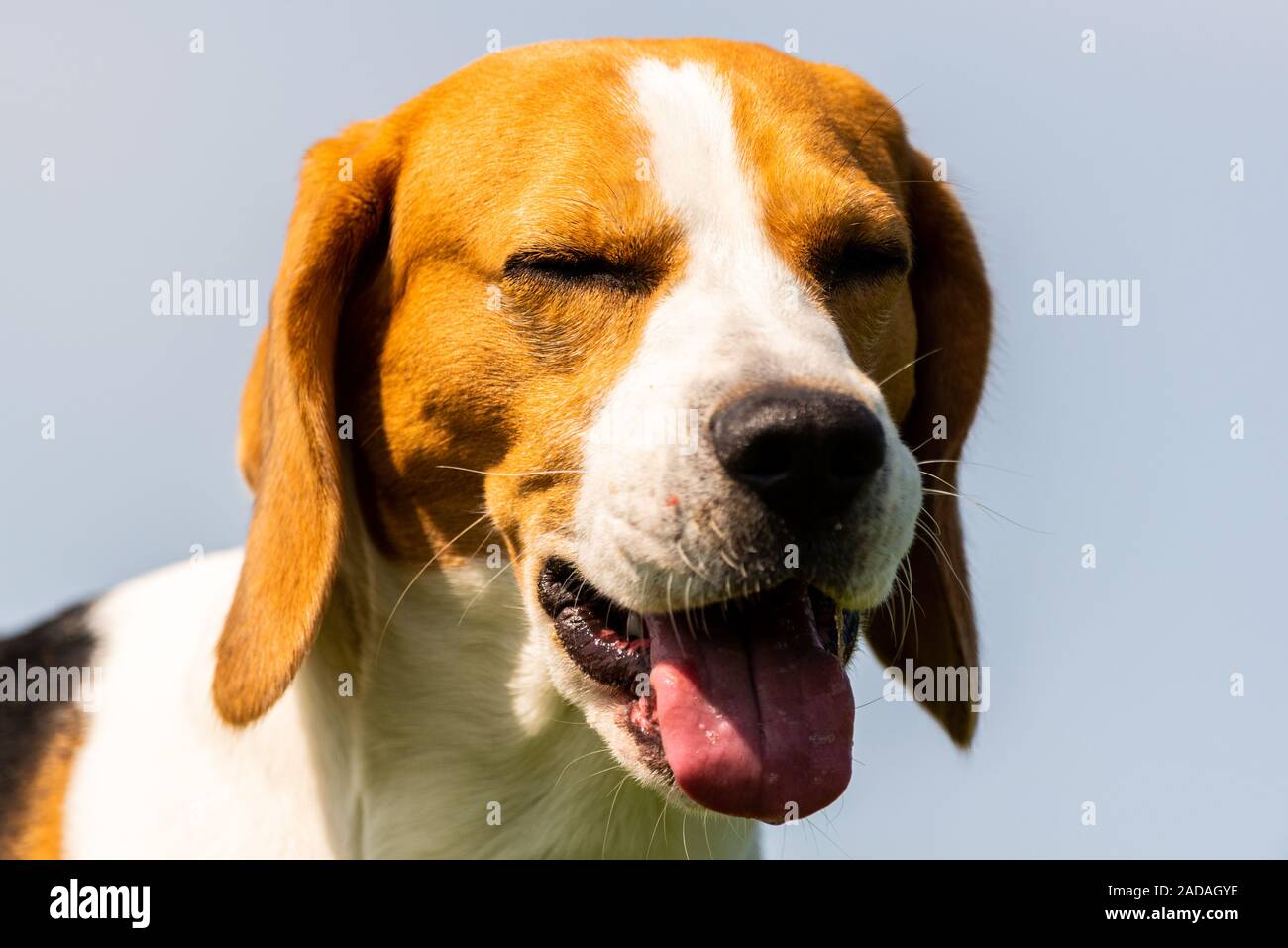 Cane Beagle closeup ritratto di testa contro blu cielo chiaro. Cane in calore estivo con la lingua di fuori. Foto Stock
