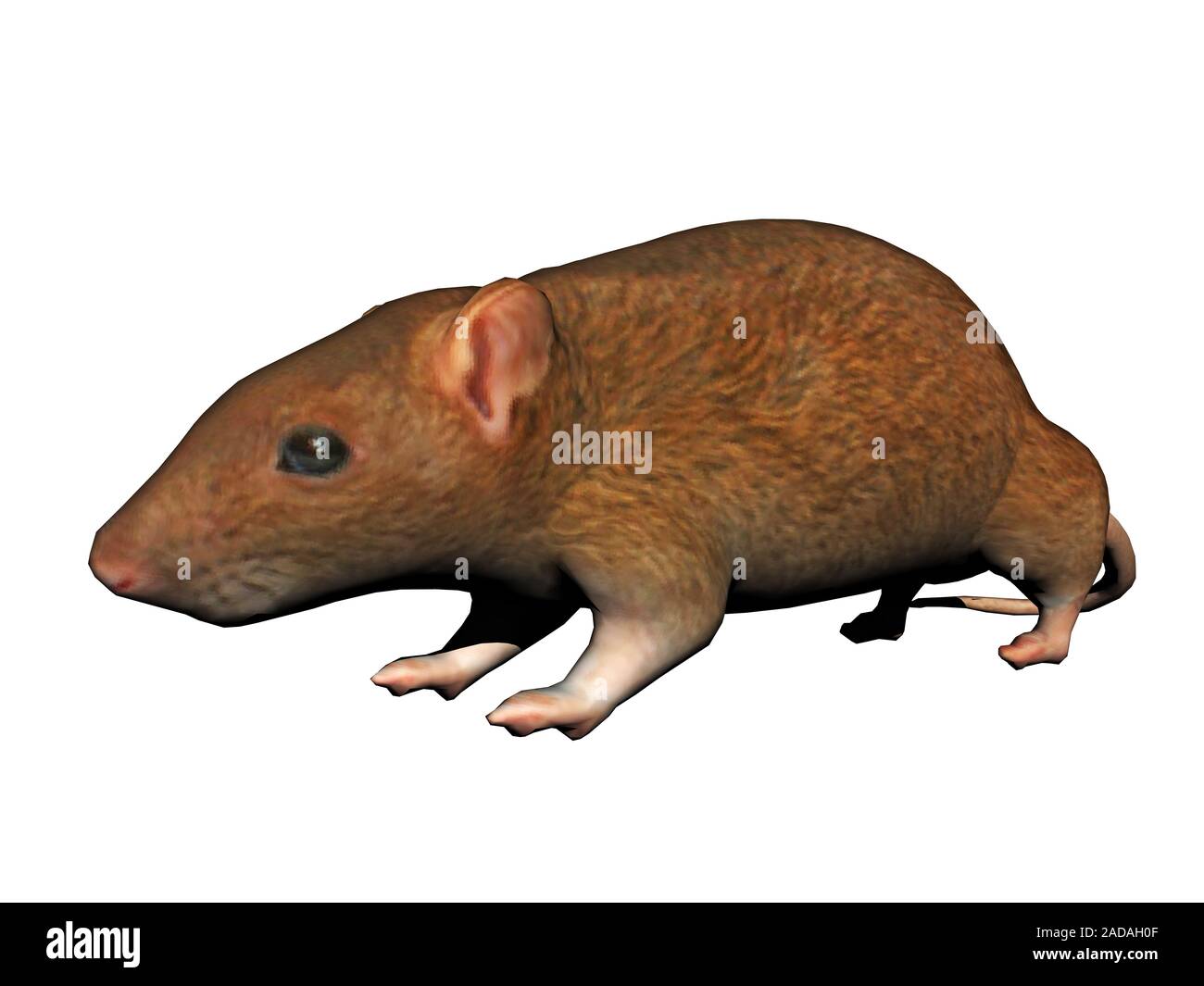 Clever rat in cerca di cibo Foto Stock