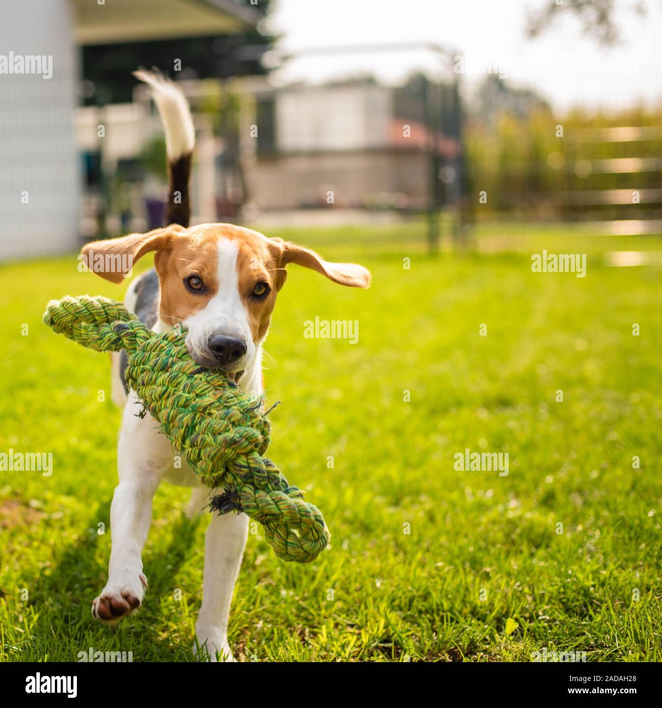 Cane Beagle divertimento nel giardino all'aperto di correre e saltare con la corda del nodo Foto Stock