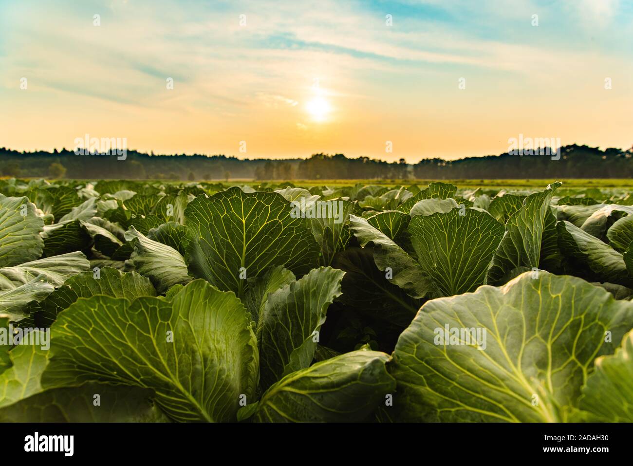 Cavoli verdi capi in linea crescere sul campo. Foto Stock