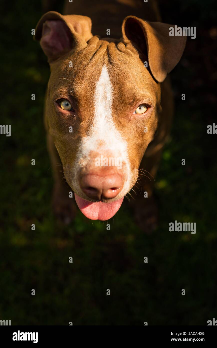 Young American Staffordshire pitbull cane all'aperto nel giorno di estate Foto Stock