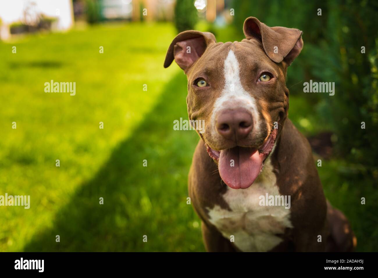 Young American Staffordshire pitbull cane all'aperto nel giorno di estate Foto Stock