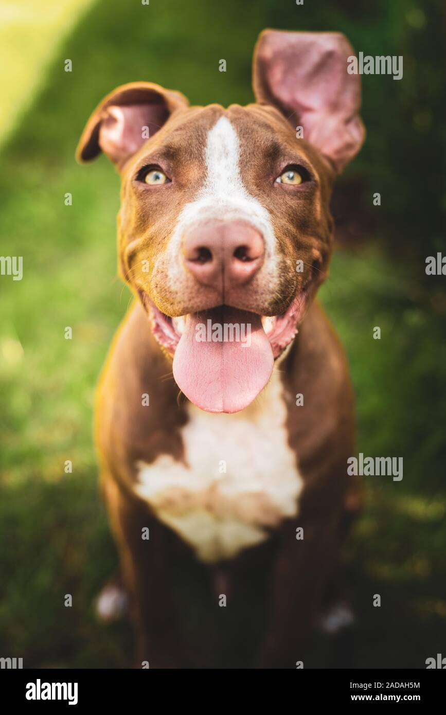 Young American Staffordshire pitbull cane all'aperto nel giorno di estate Foto Stock