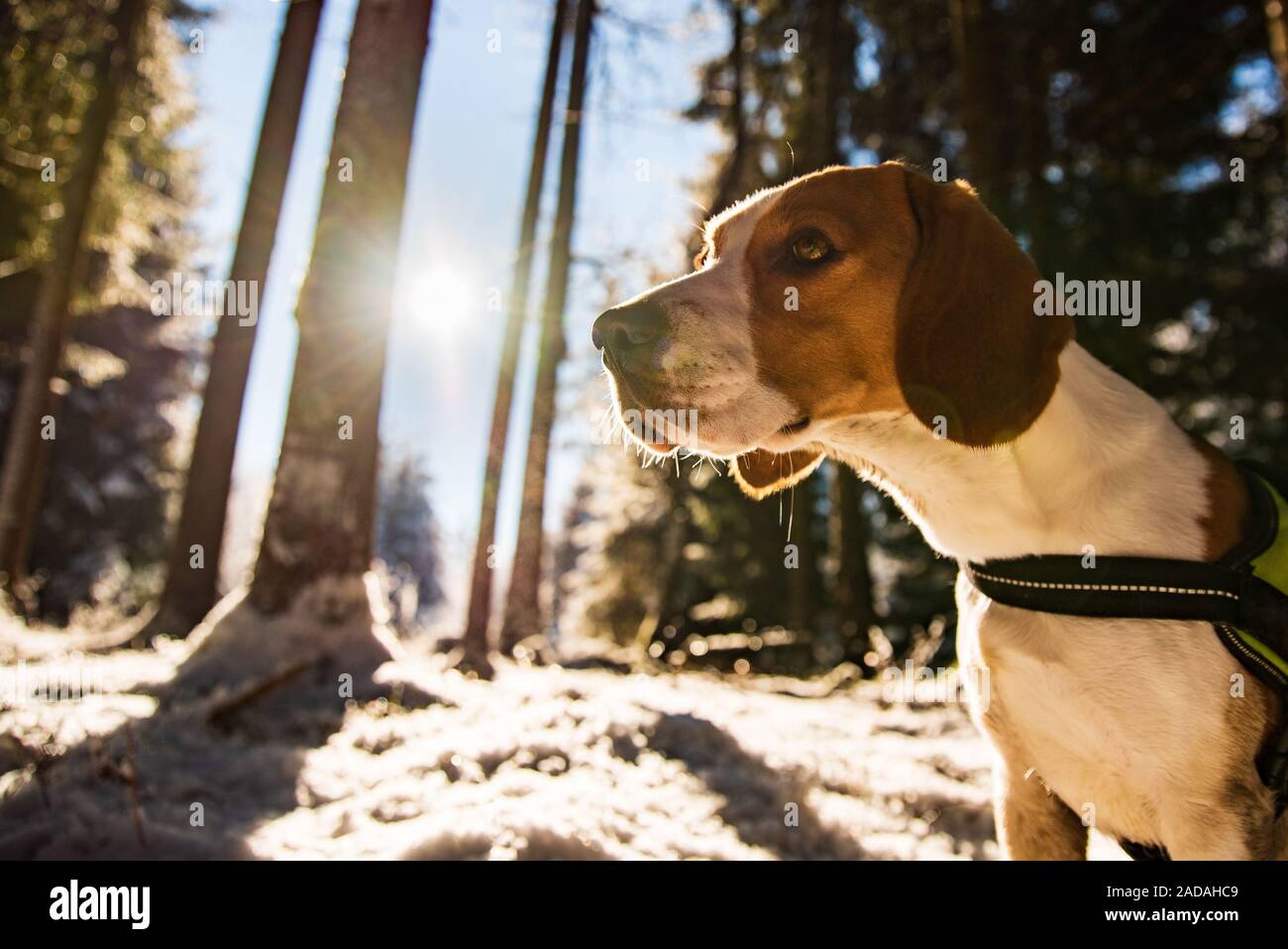 Cane Beagle in boschi innevati sole invernale flare. Foto Stock