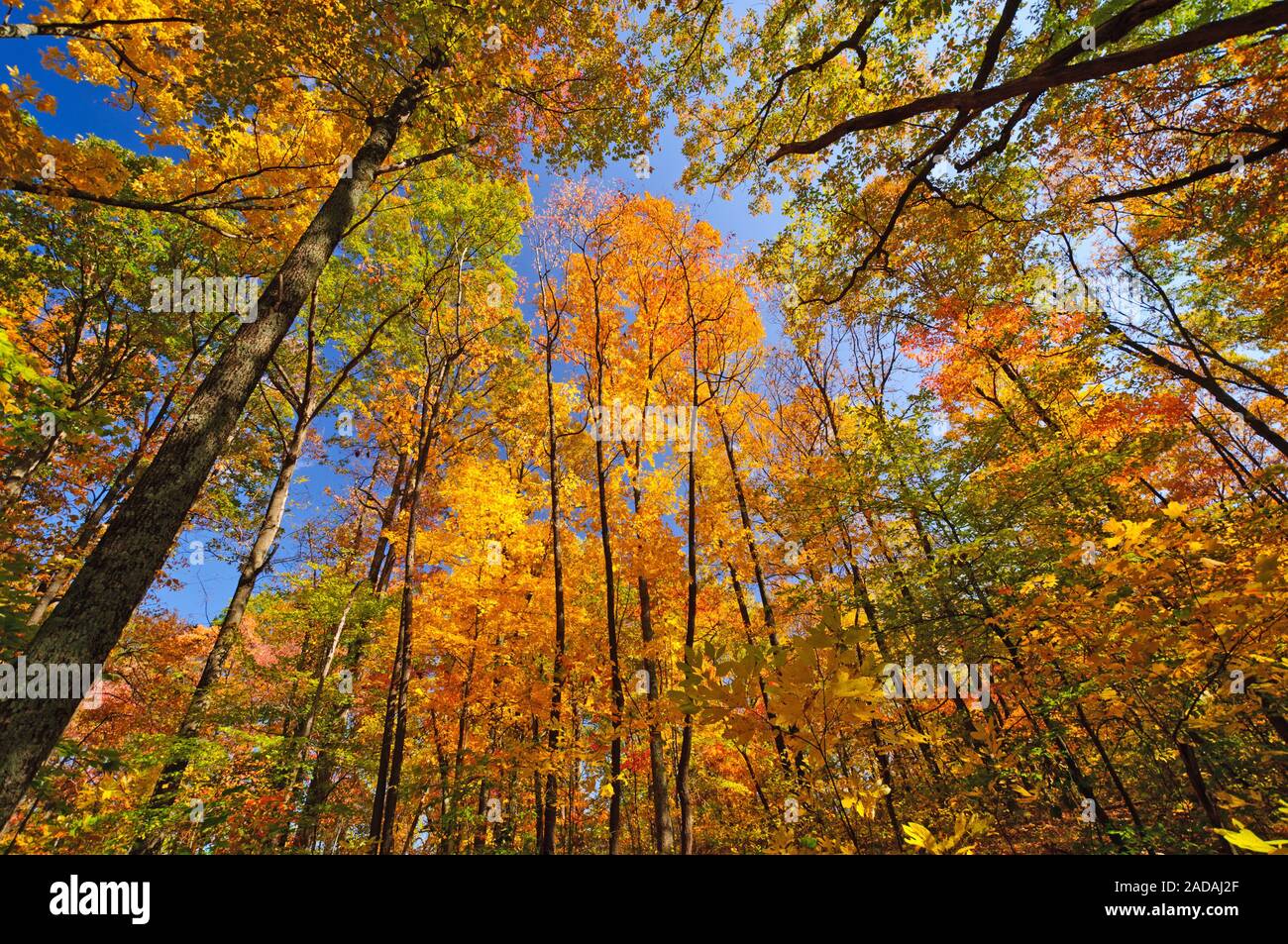 I colori dell'autunno in Brown County State Park in Indiana Foto Stock