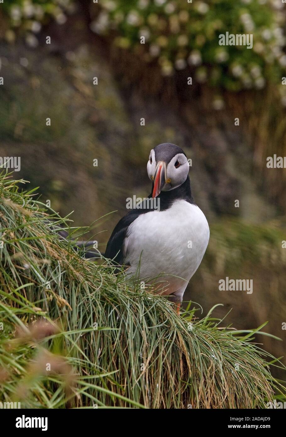 Atlantic puffin, comune puffini, (Fratercula arctica), Hafnarholmi, Islanda Foto Stock