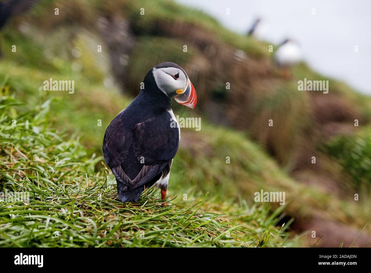 Atlantic puffin, comune puffin (Fratercula arctica), in piedi, vista laterale, Hafnarholmi, Islanda Foto Stock