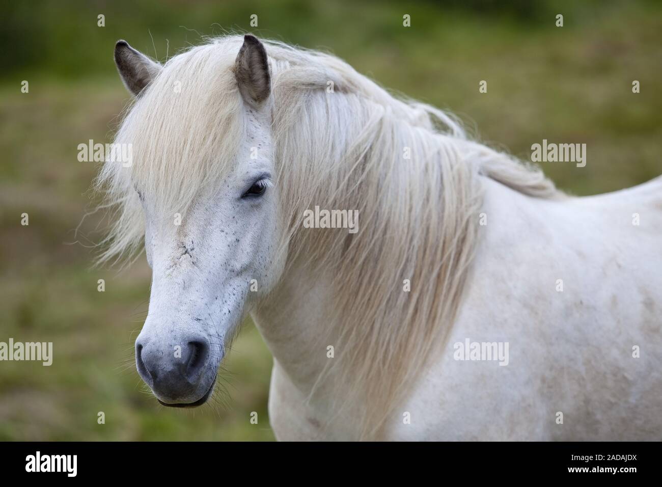 Bianco cavallo islandese, islandese cavallo, (Equus przewalskii f. caballus), Kopasker, Islanda Foto Stock