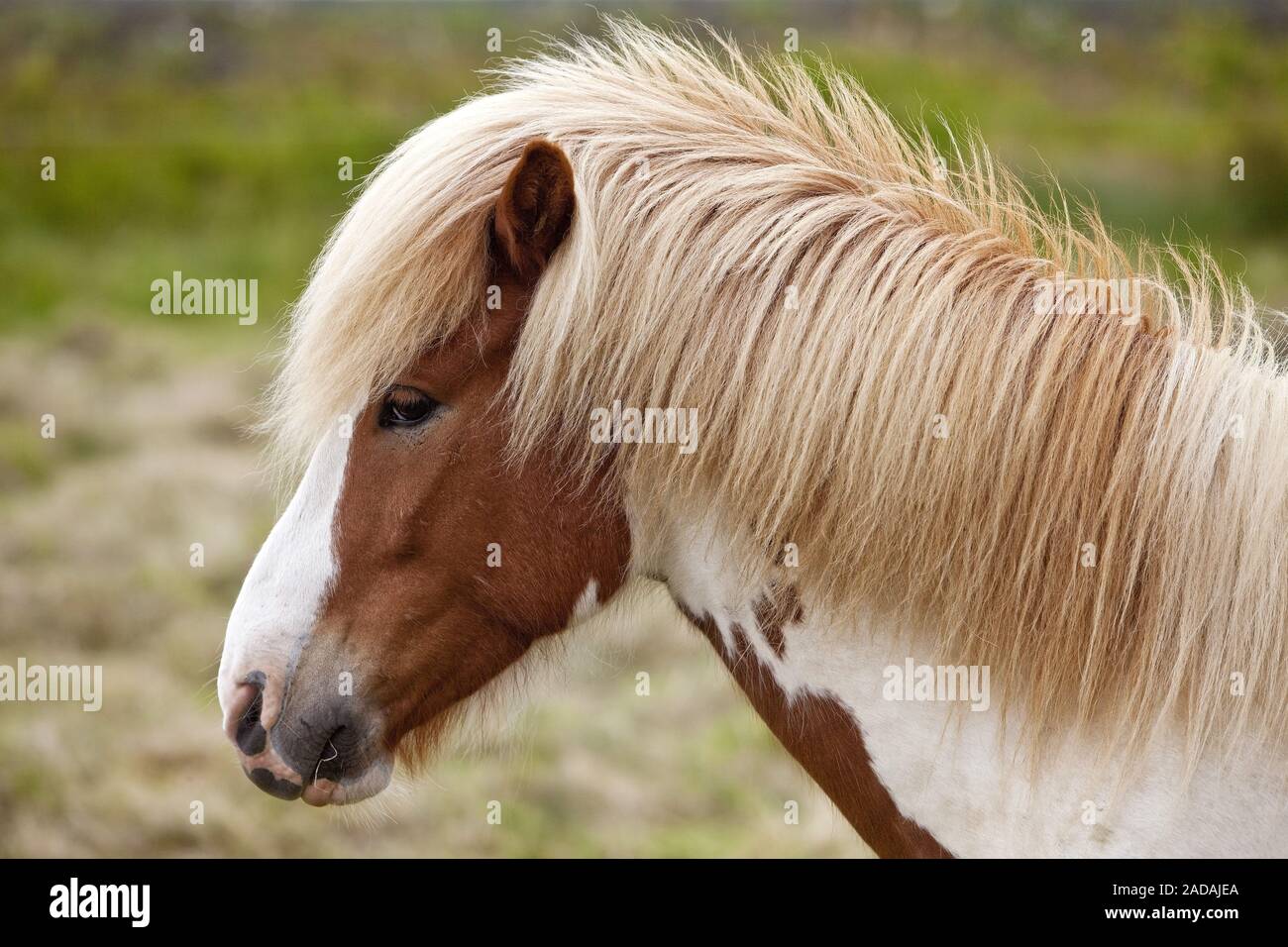 Avvistato islandese cavallo, (Equus przewalskii f. caballus), ritratto, Kopasker, Islanda Foto Stock