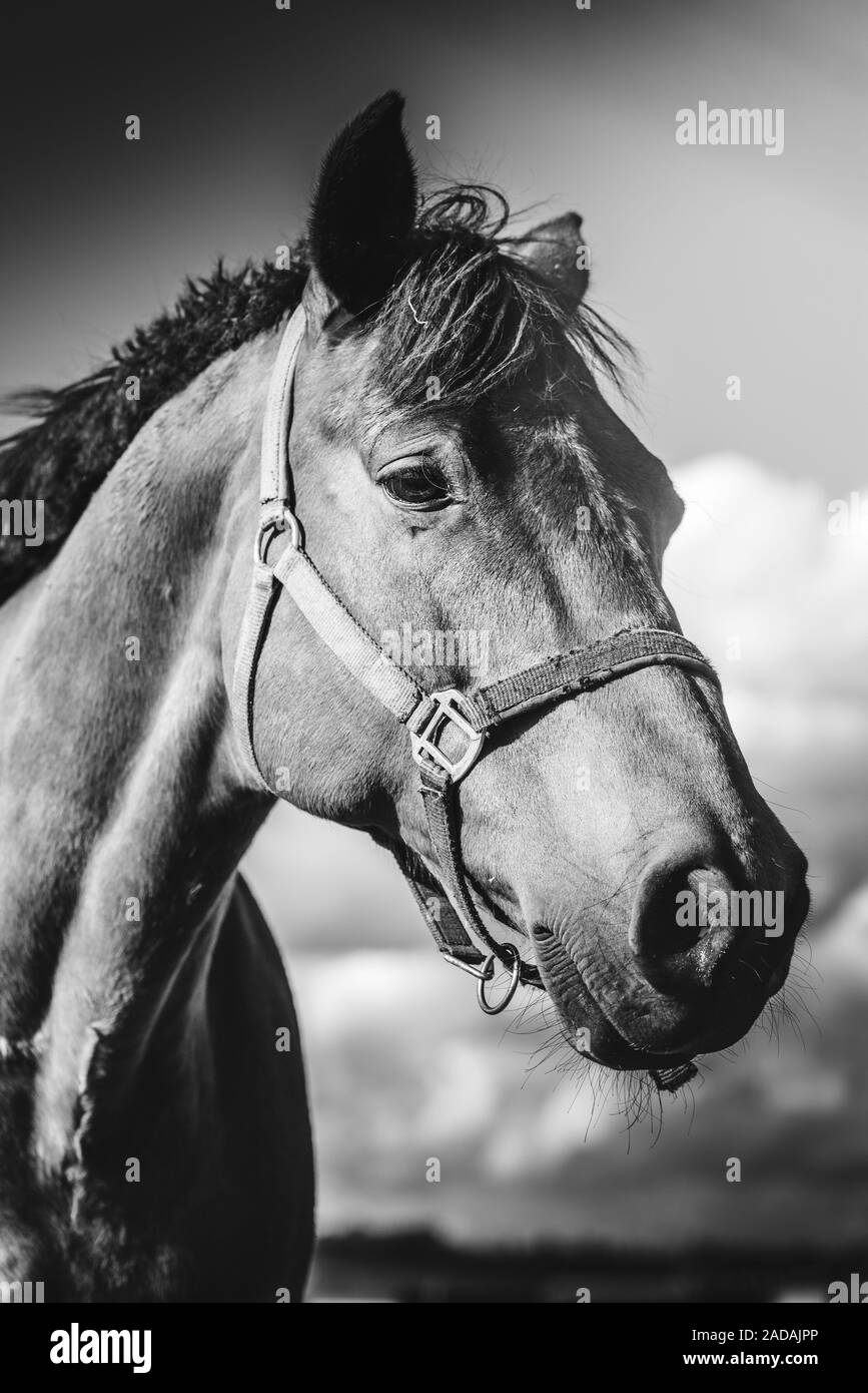 Primo piano della testa di un cavallo in piedi sul prato, fattoria nella giornata di sole. In bianco e nero Foto Stock