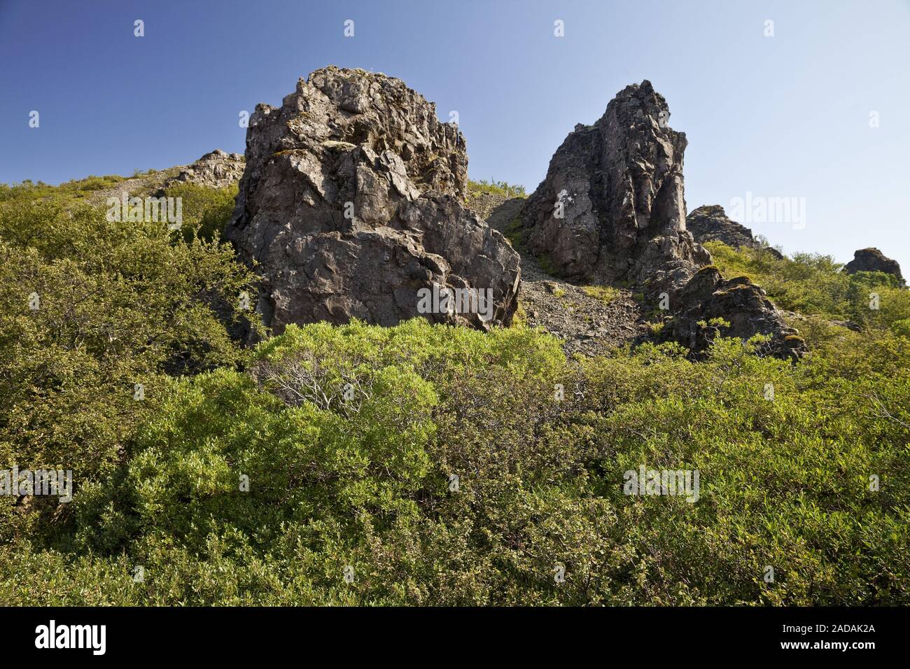 Paesaggio con bassa vegetazione e roccia lavica Laugarfjall Gabbiano, Parco Nazionale Lónsoeraefi, Islanda Foto Stock