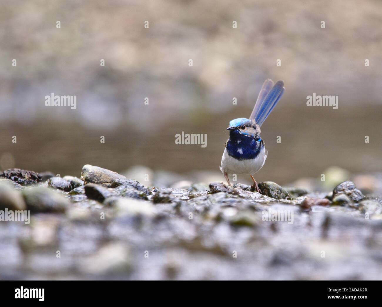 Un nativo fairywren australiana nel suo allevamento blu del piumaggio in piedi su alcune piccole pietre in un riverbed Foto Stock