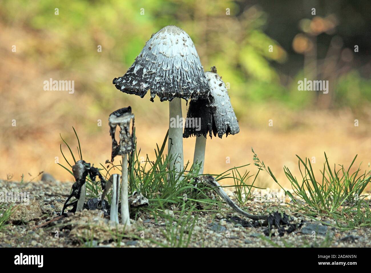 Crested formicolio Foto Stock