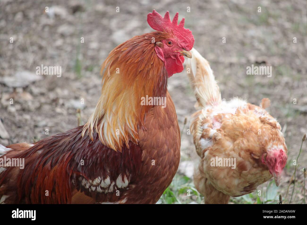 Gallo e di pollo Foto Stock