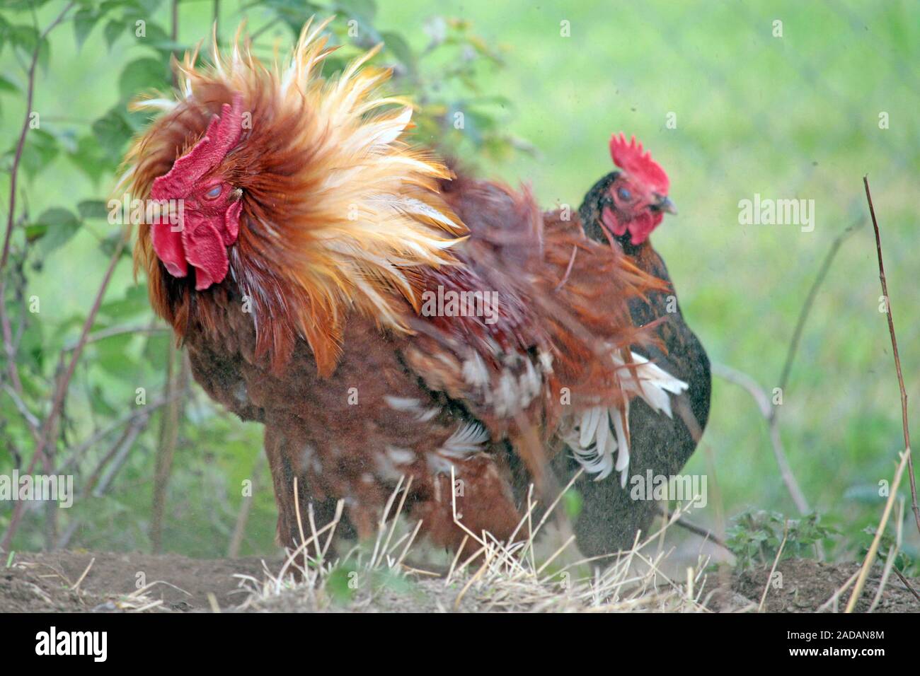 Gallo e di pollo Foto Stock