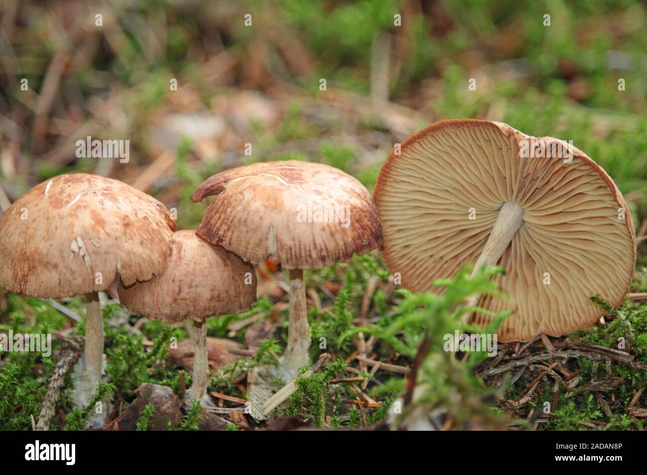 funghi Foto Stock