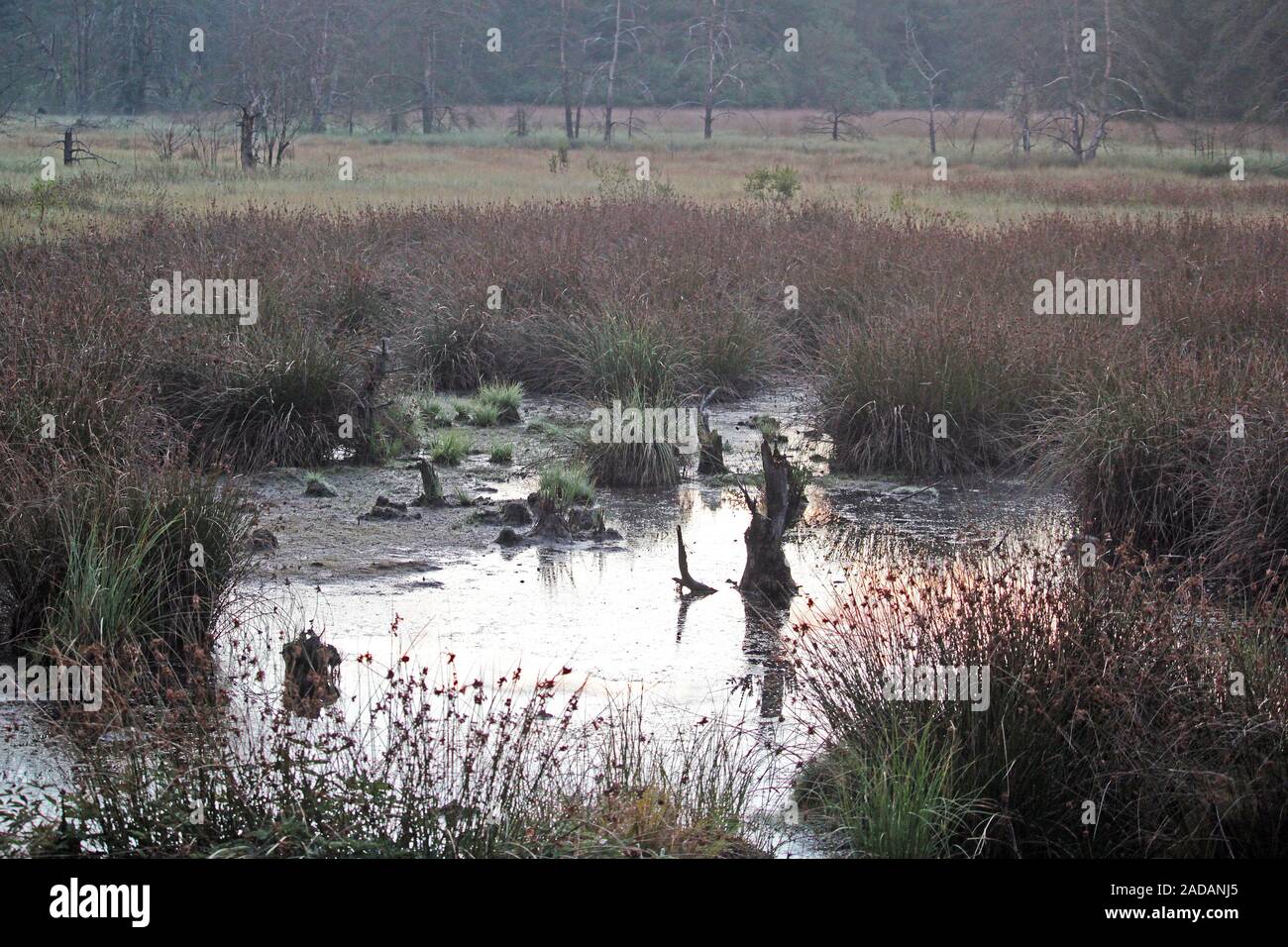 Moor Foto Stock