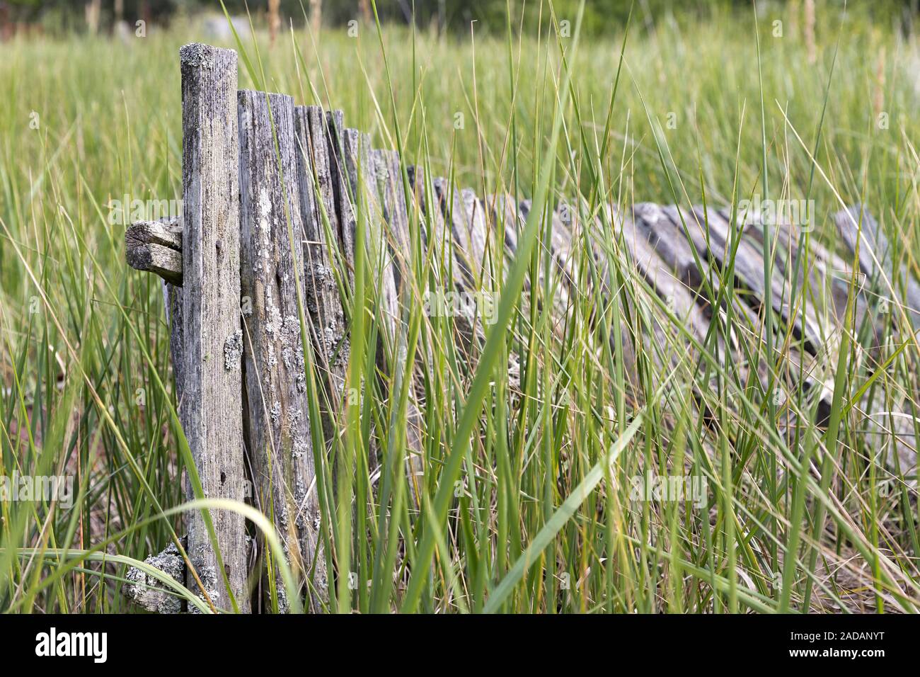 Weathered staccionata in legno ricoperta da erba Foto Stock