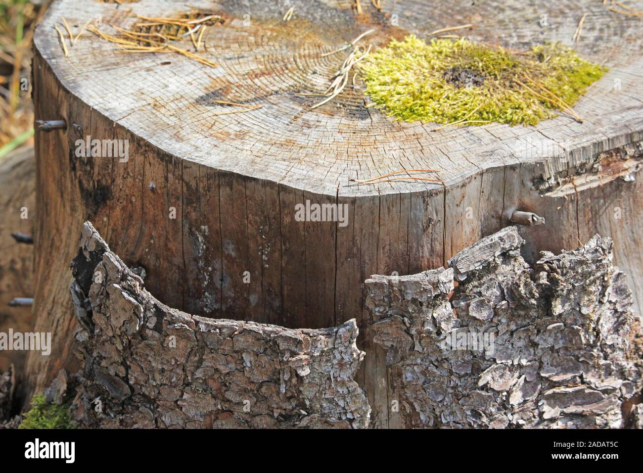 ceppo di albero Foto Stock