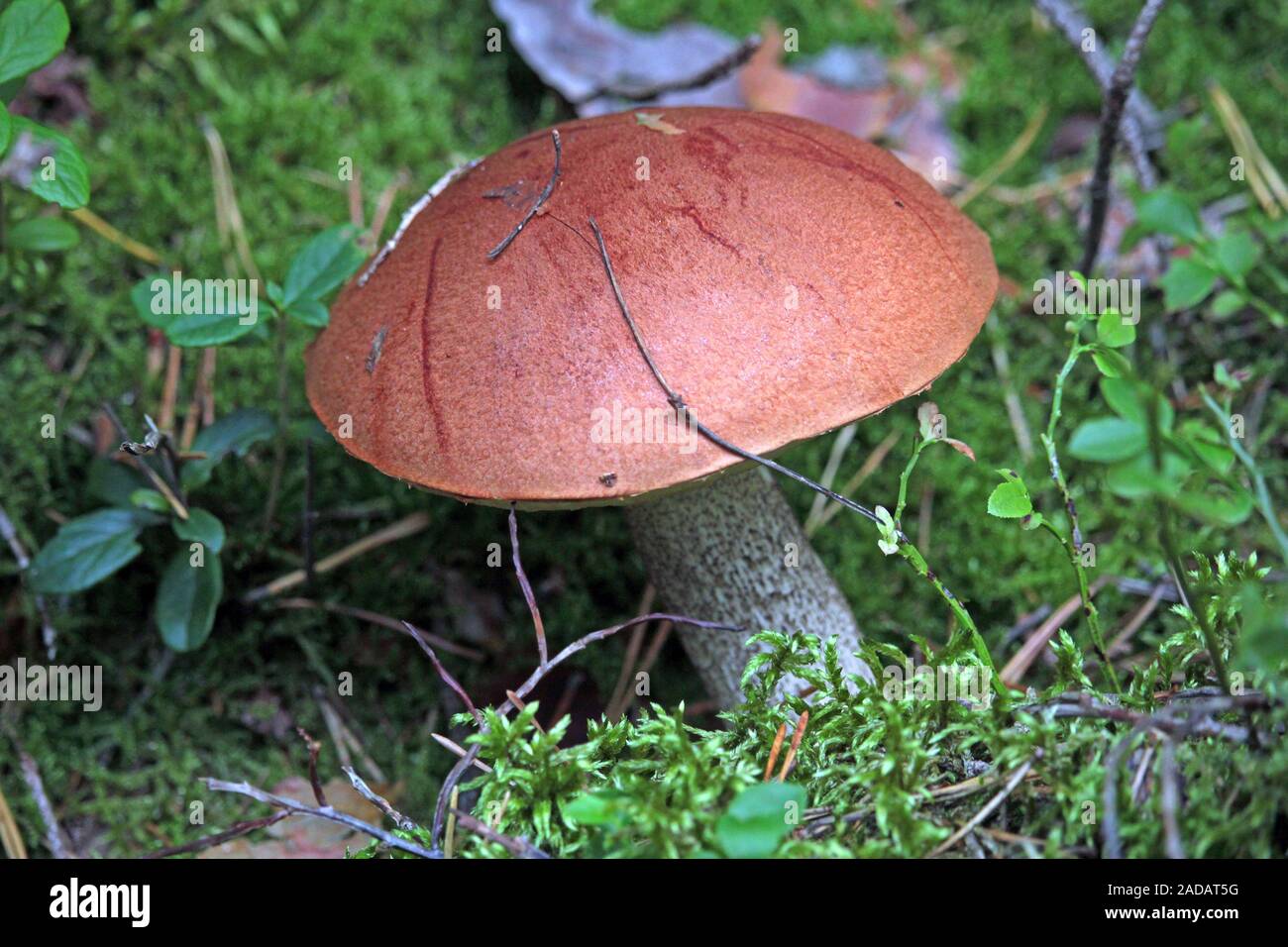 Heather cappuccio rosso Foto Stock