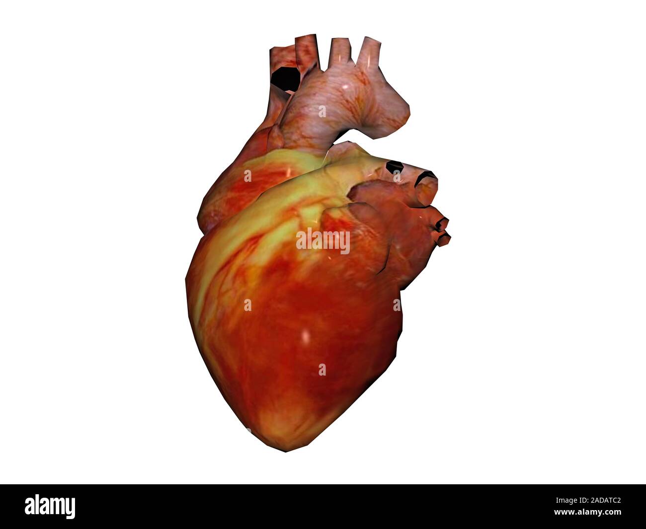 Anatomia cardiaca con le vene e vasi coronarici Foto Stock