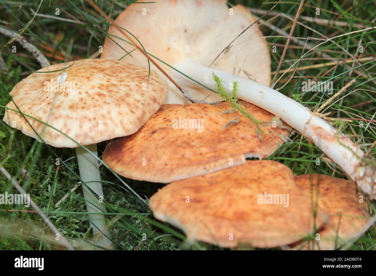 Funghi di Bosco Foto Stock