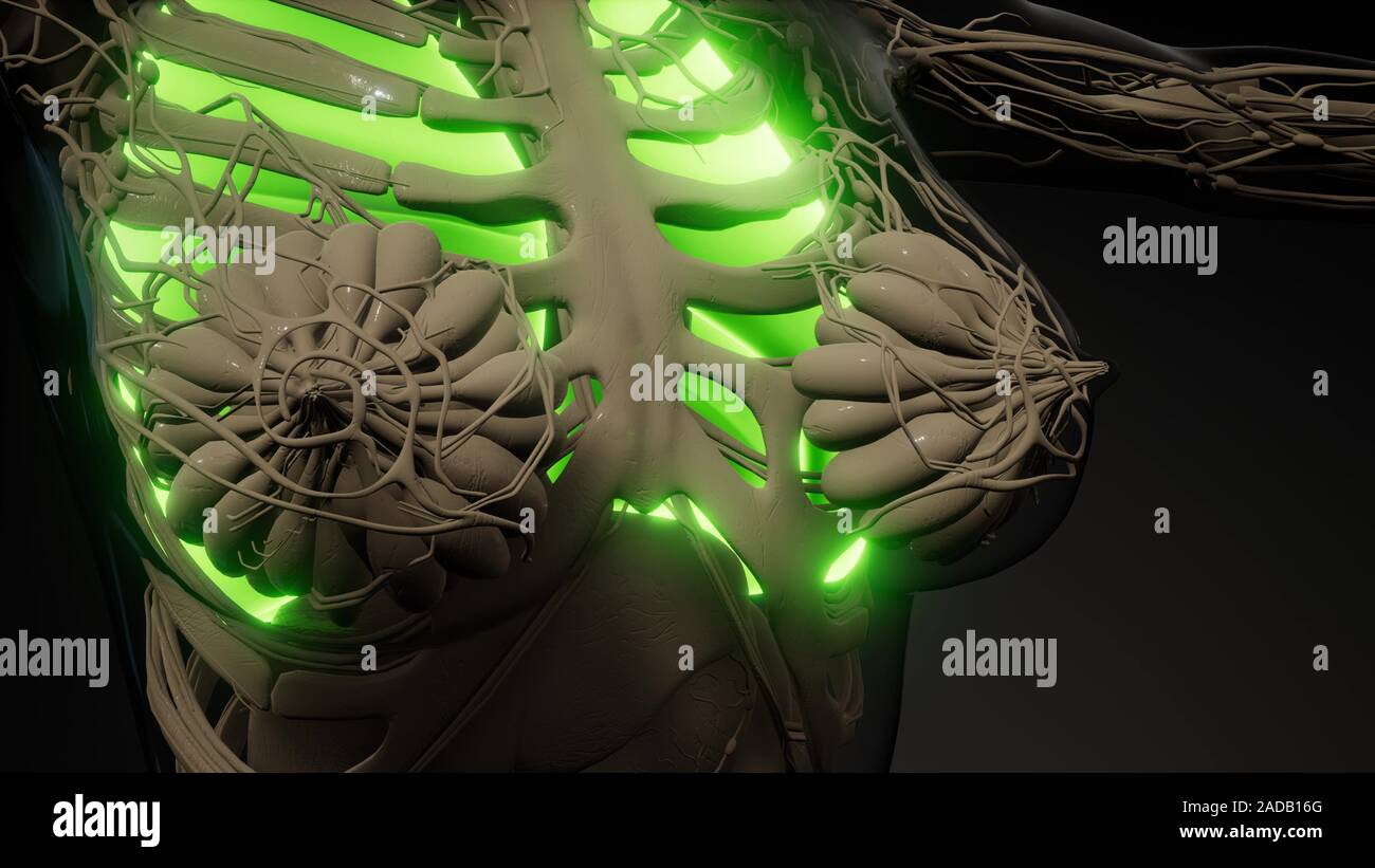 Polmoni umani esame radiologico Foto Stock