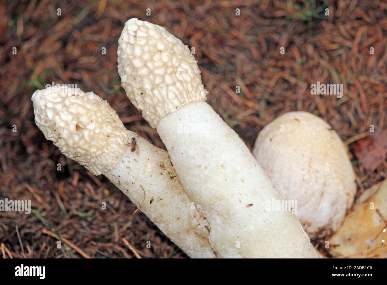 Stinkhorn Foto Stock