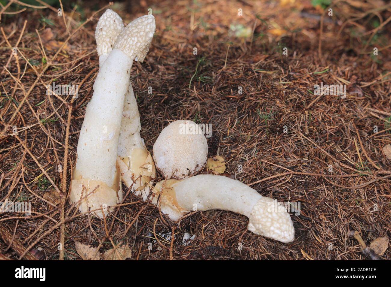 Stinkhorn Foto Stock