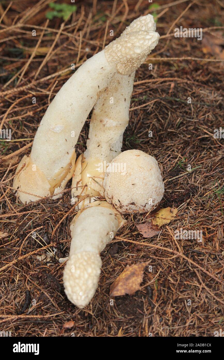 Stinkhorn Foto Stock