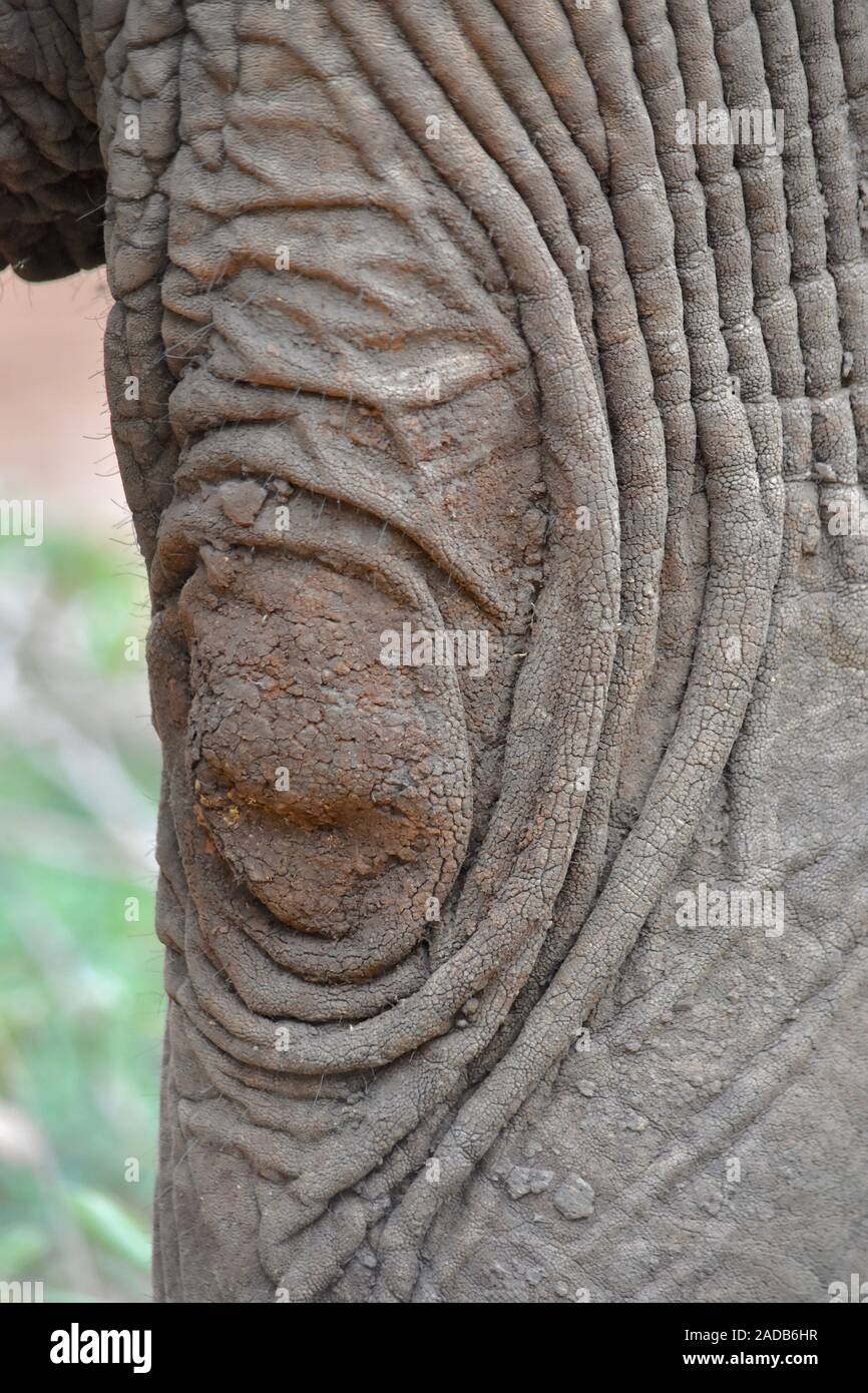 Close-up di un elefante gamba anteriore del giunto a gomito con interessanti pieghe cutanee e modelli hat per consentire il movimento. (Loxodonta africana) Foto Stock