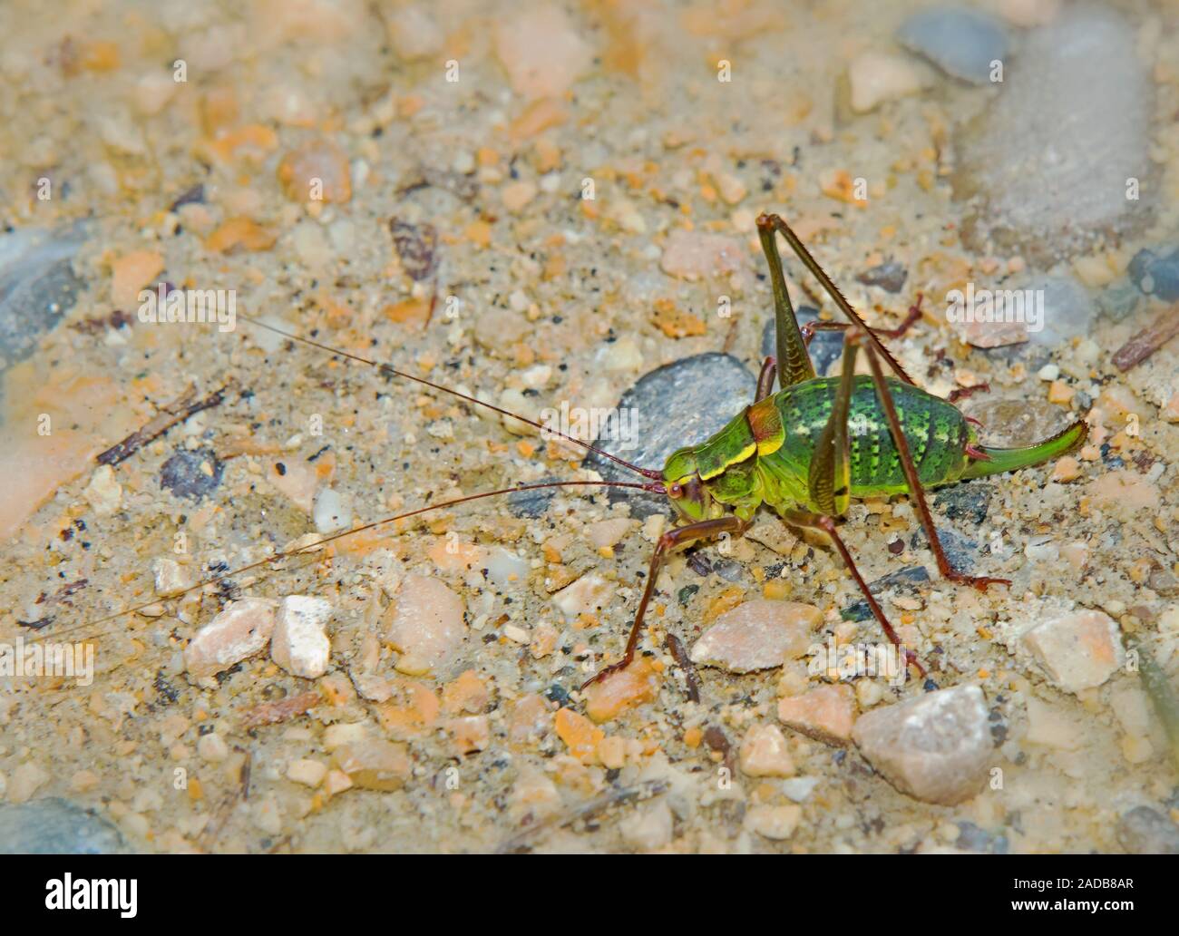 Sega comune bush-cricket Foto Stock