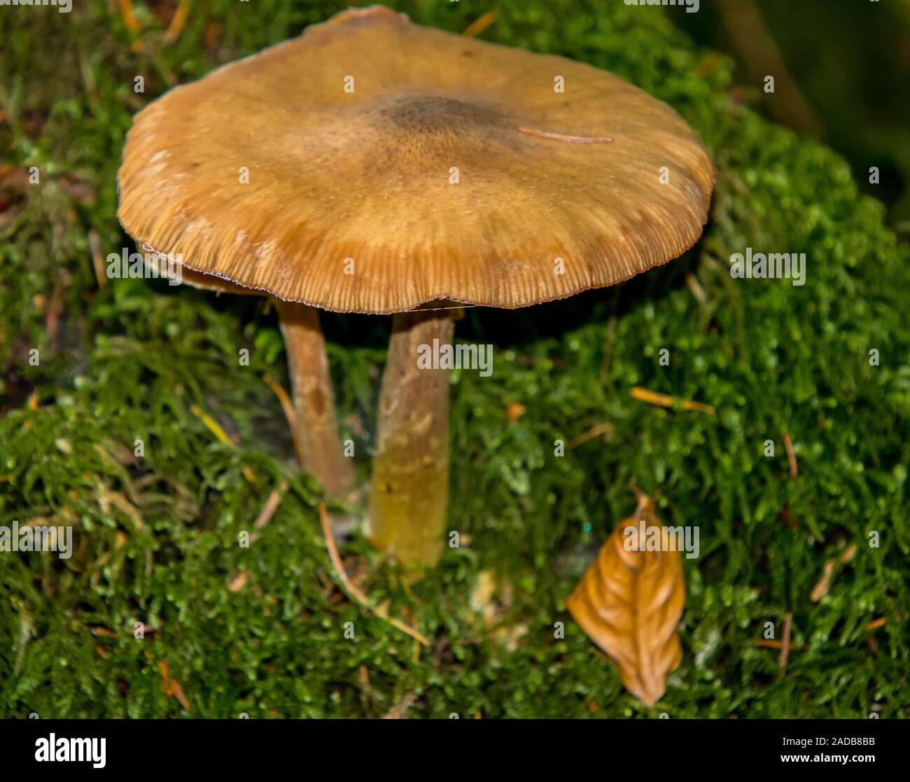 Fungo della foresta Foto Stock