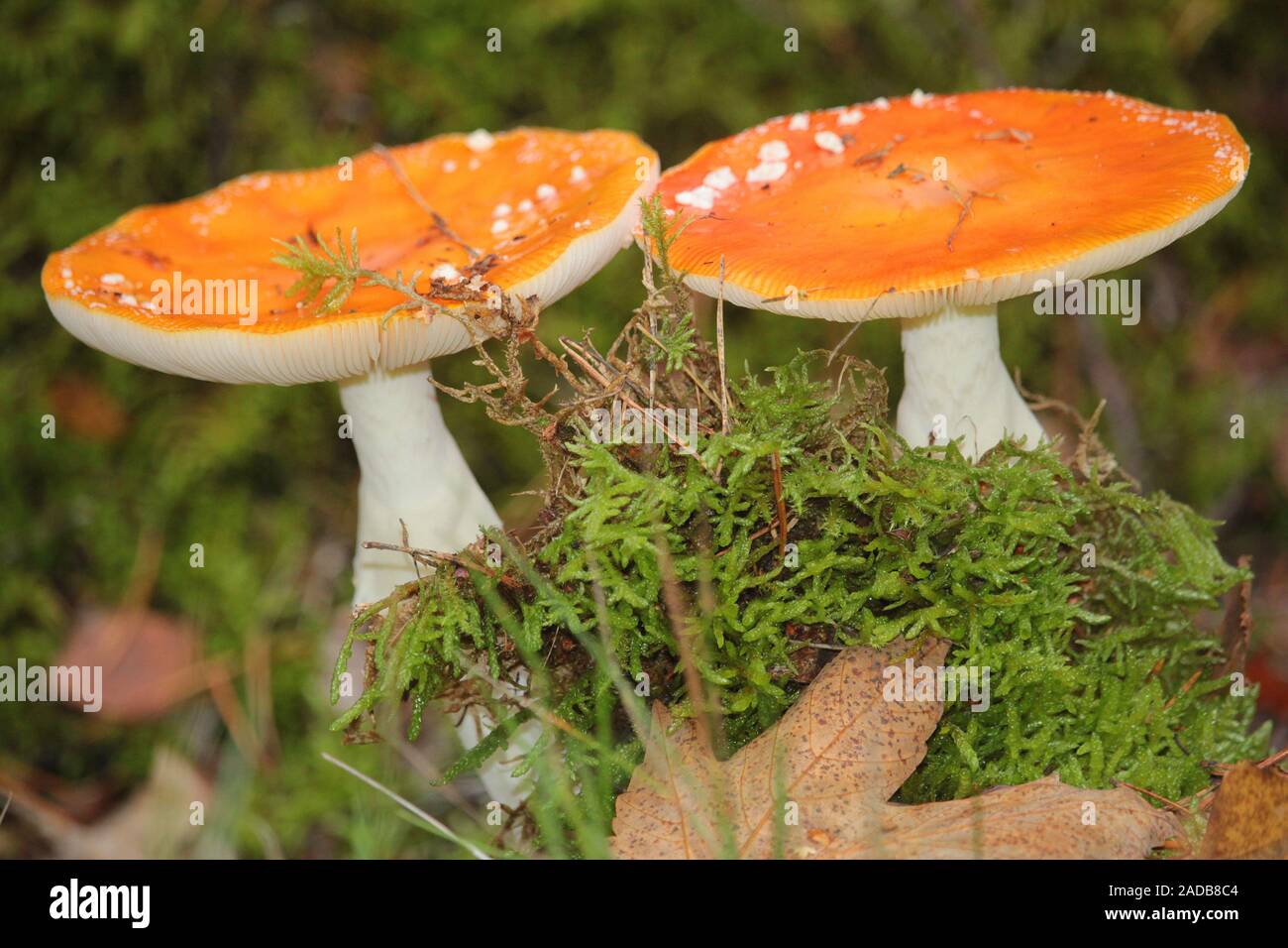 Fly agarics Foto Stock