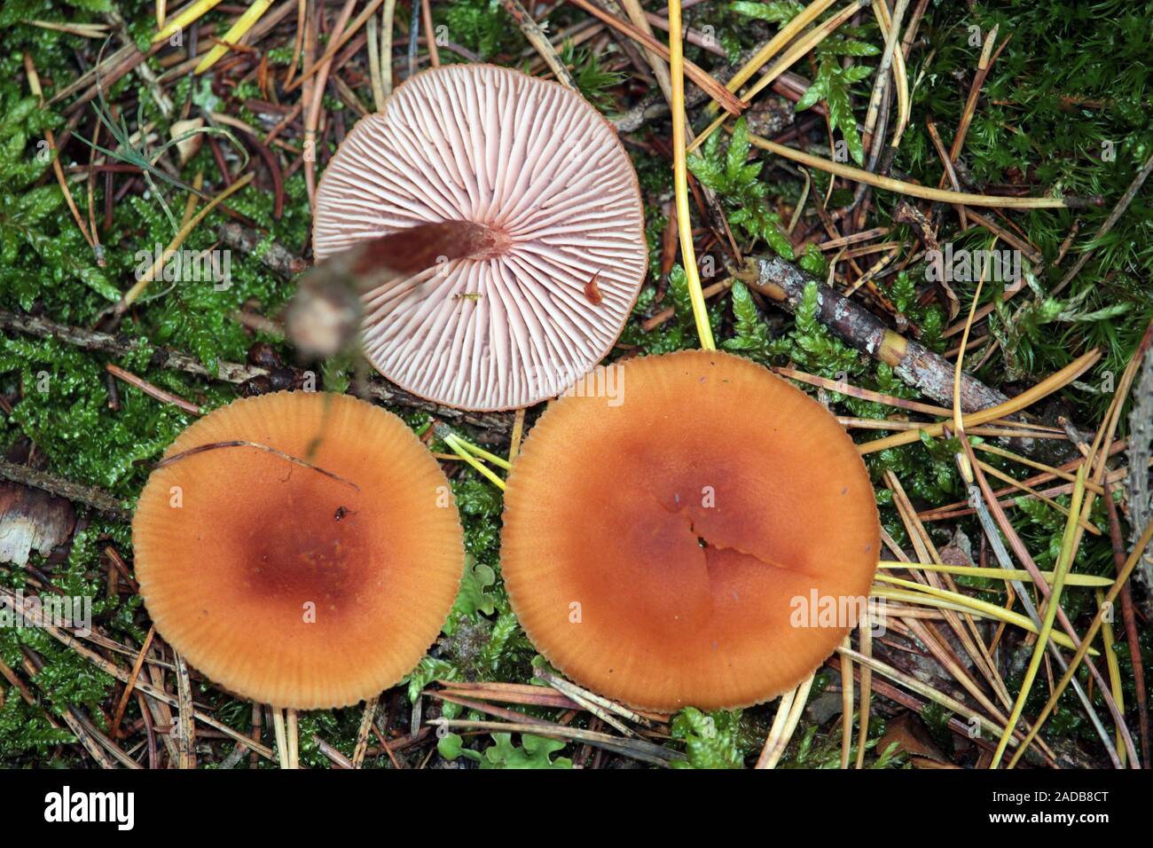 Un pallido lasciato imbuto di lacca Foto Stock