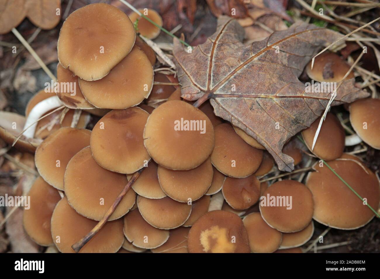 Funghi di Bosco Foto Stock