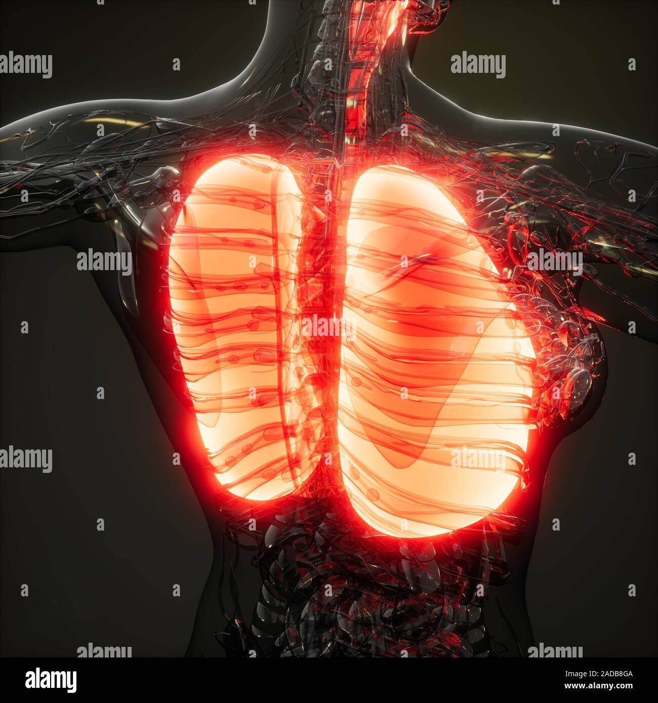 Polmoni umani esame radiologico Foto Stock