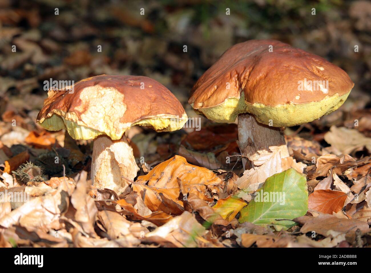 Funghi porcini Foto Stock