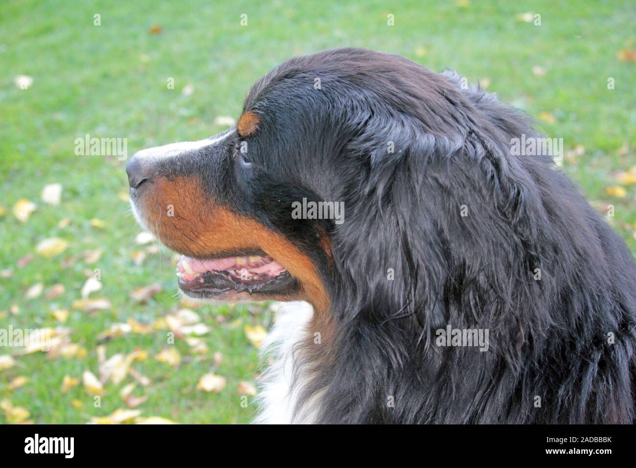 Bovaro del Bernese Foto Stock