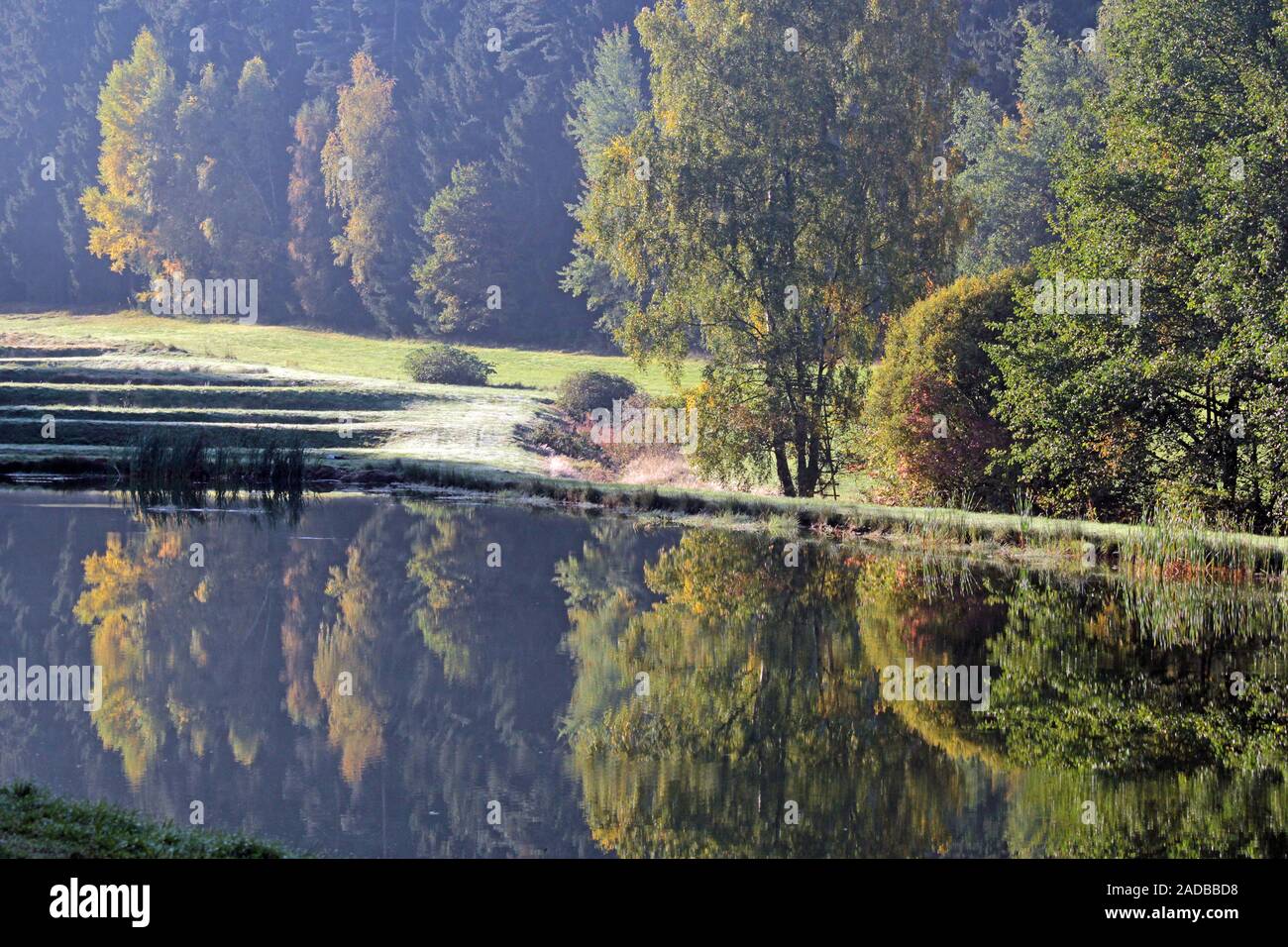 Laghetto di foresta in autunno Foto Stock