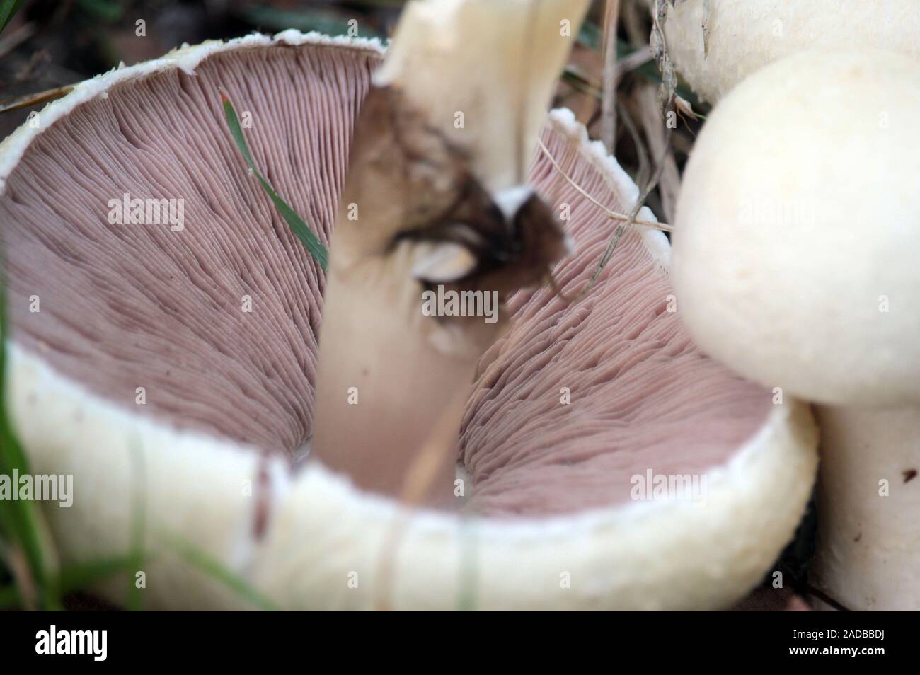 Anice e funghi Foto Stock