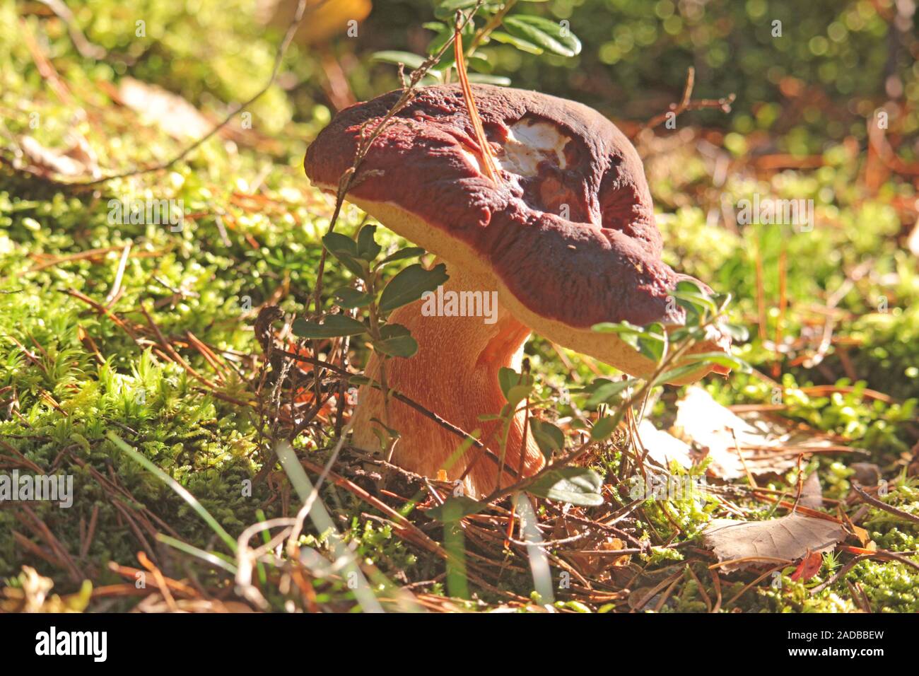 Pine fungo di pietra Foto Stock