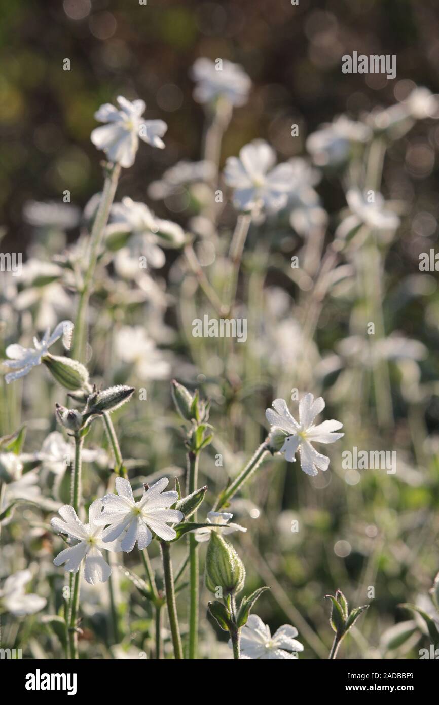 Aglio Coltivazione Domestica 60 Spicchi D'aglio (bulbi) Per Semina - Aglio  Rustico E Resistente, Per Orto O Giardino Aglio Per Piantare, image size:866x1390