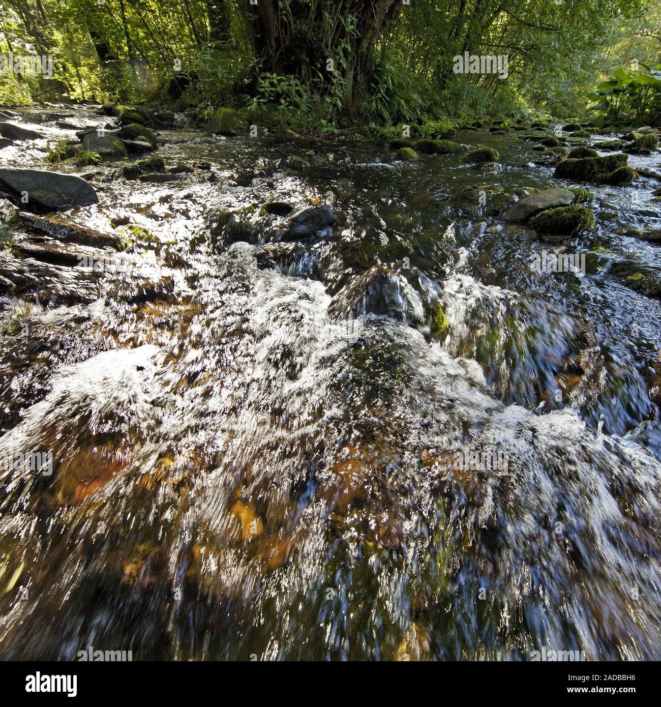 Fiume Ruhr dopo la confluenza con un altro fiume, Olsberg, Sauerland, Germania, Europa Foto Stock